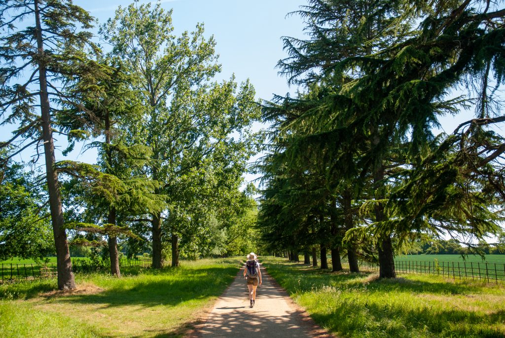 A woman walking on a path through an avenue of trees